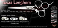 Texas Longhorn 3 Hole Signature Hair Shears